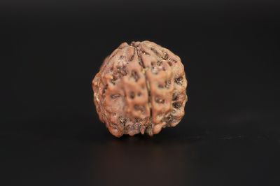 Rudraksha 4 Mukhi  Brown - 18.06 X 18.21 MM Weight - Origin - Nepal