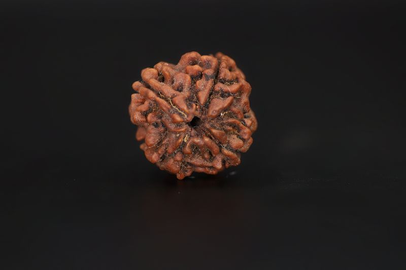 4 Mukhi Rudraksha - 18.34 X 18.91 MM Weight - Origin - Nepal