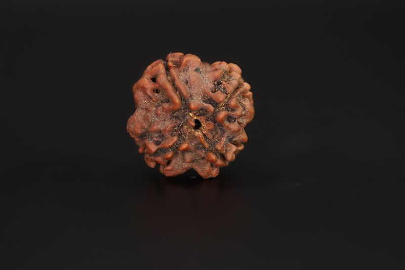 4 Mukhi Rudraksha - 18.34 X 18.91 MM Weight - Origin - Nepal