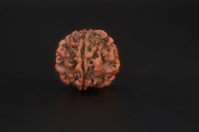 4 Mukhi Rudraksha - 18.34 X 18.91 MM Weight - Origin - Nepal