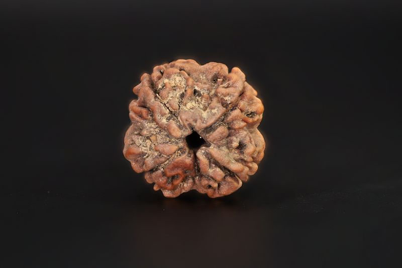 4 Mukhi Rudraksha - 17.76 X 17.87 MM Weight - Origin - Nepal