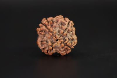 4 Mukhi Rudraksha - 17.76 X 17.87 MM Weight - Origin - Nepal