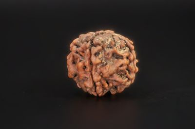 4 Mukhi Rudraksha - 17.76 X 17.87 MM Weight - Origin - Nepal