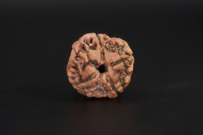 4 Mukhi Rudraksha - 18.44 X 18.45 MM Weight - Origin - Nepal