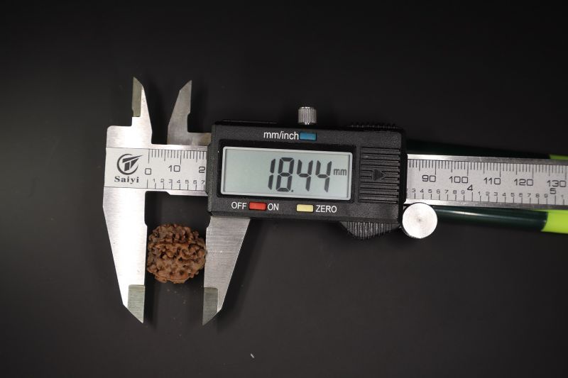 4 Mukhi Rudraksha - 18.44 X 18.45 MM Weight - Origin - Nepal