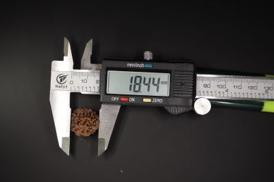 4 Mukhi Rudraksha - 18.44 X 18.45 MM Weight - Origin - Nepal