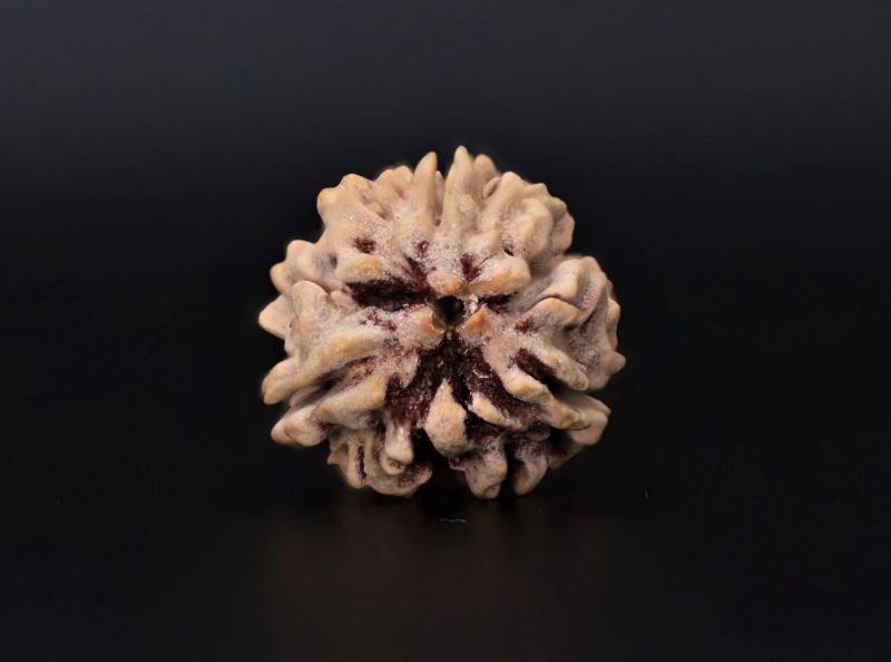 3 Mukhi Rudraksha - 2.6 Carat Weight - Origin - India