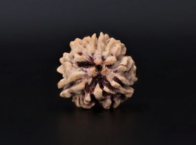 3 Mukhi Rudraksha - 2.6 Carat Weight - Origin - India