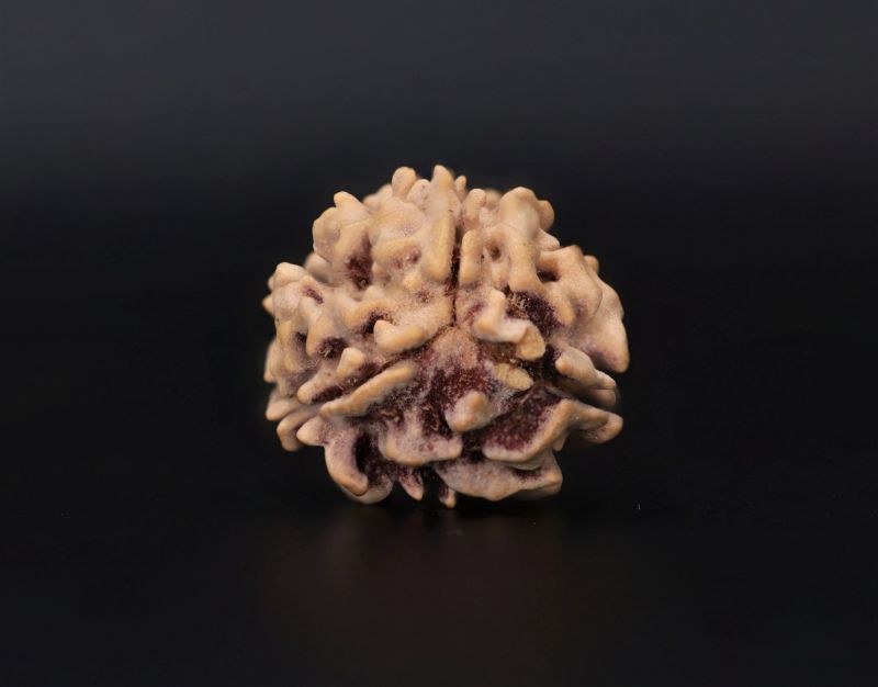 3 Mukhi Rudraksha - 2.6 Carat Weight - Origin - India