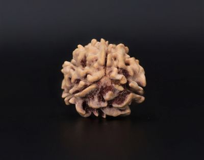 3 Mukhi Rudraksha - 2.6 Carat Weight - Origin - India