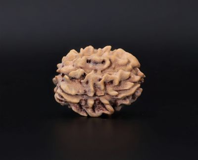 3 Mukhi Rudraksha - 2.6 Carat Weight - Origin - India