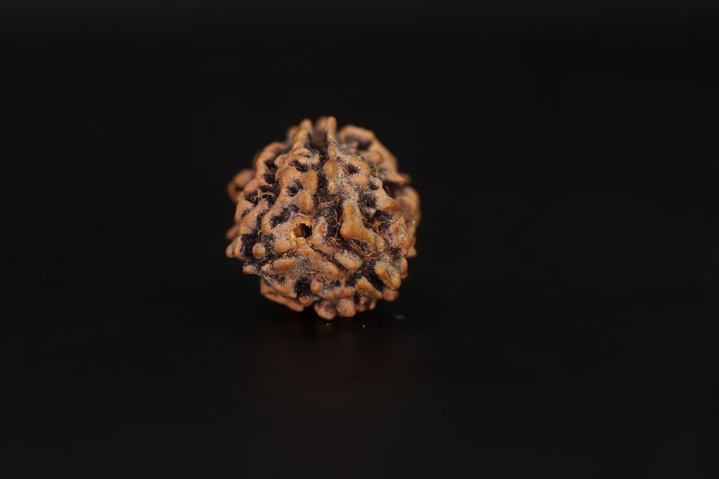 Natural 3 Mukhi Rudraksha - 2.6 Carat Weight - Origin - India