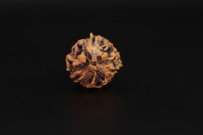 Natural 3 Mukhi Rudraksha - 2.6 Carat Weight - Origin - India