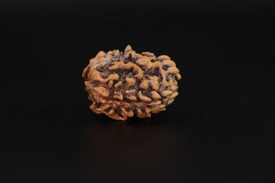 Natural 3 Mukhi Rudraksha - 2.6 Carat Weight - Origin - India