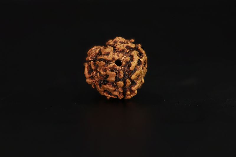 Natural 3 Mukhi Rudraksha - 3.13 Carat Weight - Origin - India