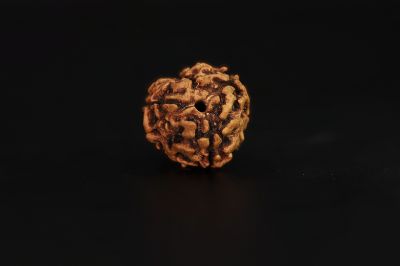 Natural 3 Mukhi Rudraksha - 3.13 Carat Weight - Origin - India