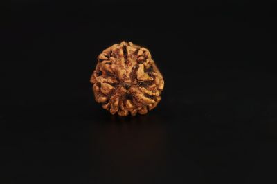 Natural 3 Mukhi Rudraksha - 3.13 Carat Weight - Origin - India