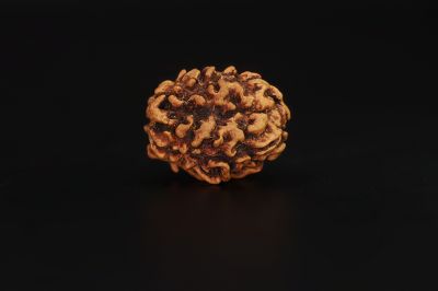 Natural 3 Mukhi Rudraksha - 3.13 Carat Weight - Origin - India