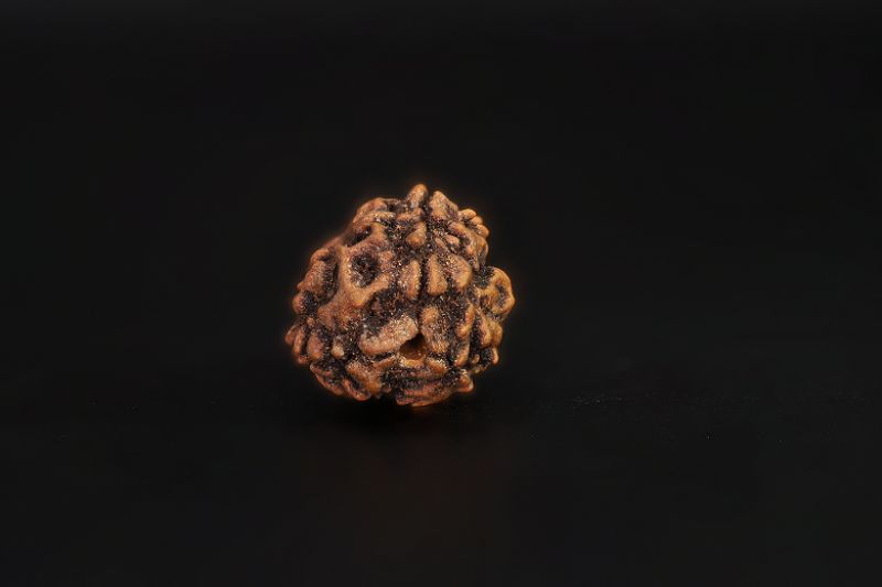 3 Mukhi Rudraksha - 3.48 Carat Weight - Origin - India