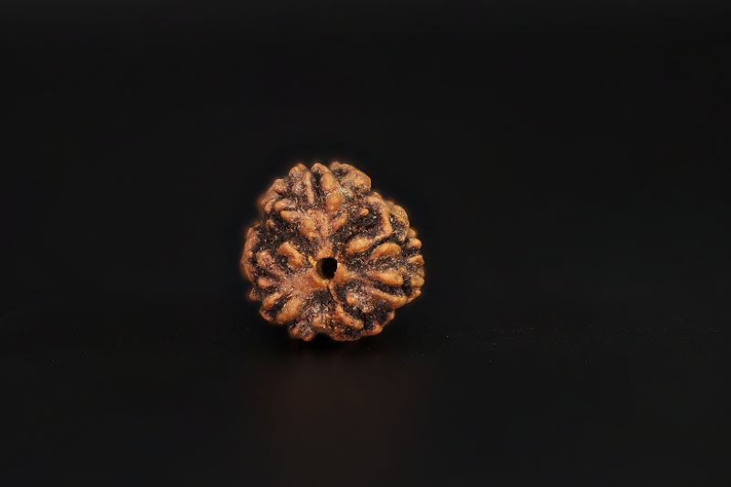 3 Mukhi Rudraksha - 3.48 Carat Weight - Origin - India