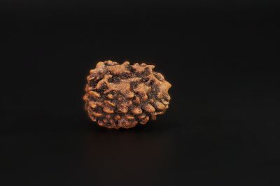 3 Mukhi Rudraksha - 3.48 Carat Weight - Origin - India