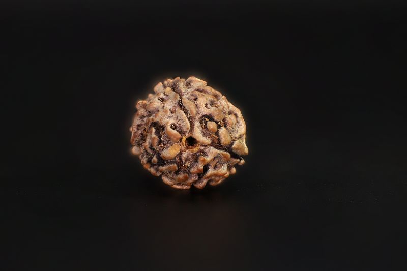 3 Mukhi Rudraksha - 2.73 Carat Weight - Origin - India