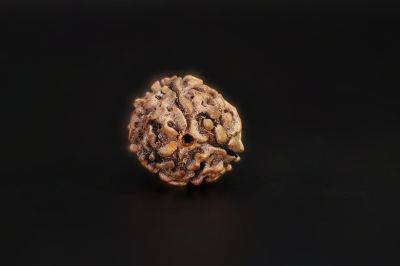 3 Mukhi Rudraksha - 2.73 Carat Weight - Origin - India