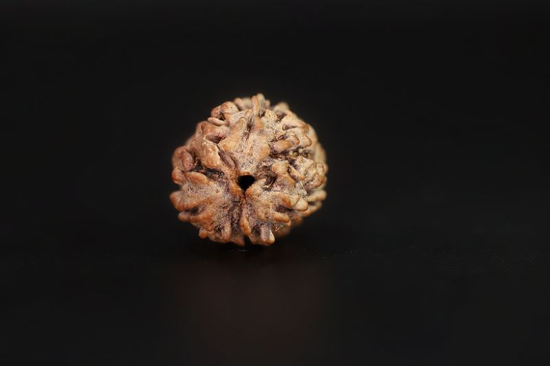 3 Mukhi Rudraksha - 2.73 Carat Weight - Origin - India