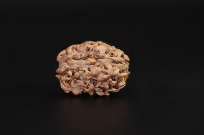 3 Mukhi Rudraksha - 2.73 Carat Weight - Origin - India