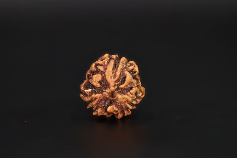Rudraksha 3 Mukhi Brown - 2.42  Carat Weight - Origin - India