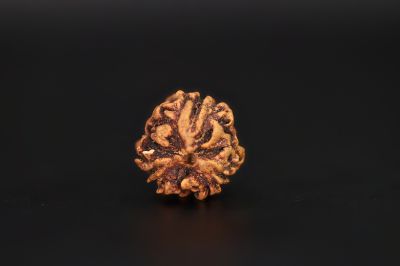 Rudraksha 3 Mukhi Brown - 2.42  Carat Weight - Origin - India