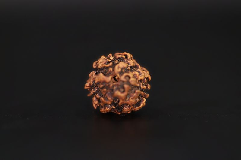 Rudraksha 3 Mukhi Brown - 2.42  Carat Weight - Origin - India