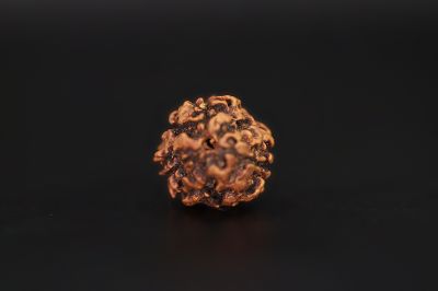 Rudraksha 3 Mukhi Brown - 2.42  Carat Weight - Origin - India