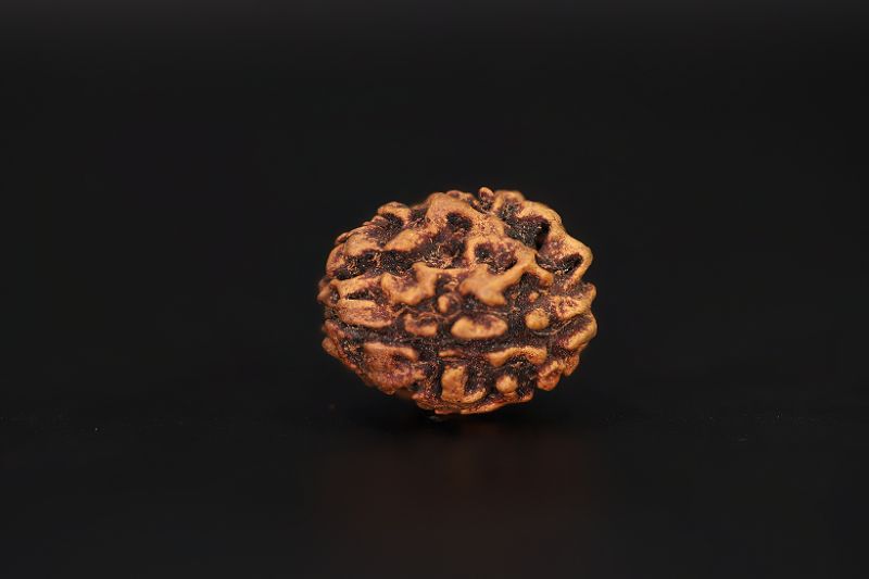 Rudraksha 3 Mukhi Brown - 2.42  Carat Weight - Origin - India