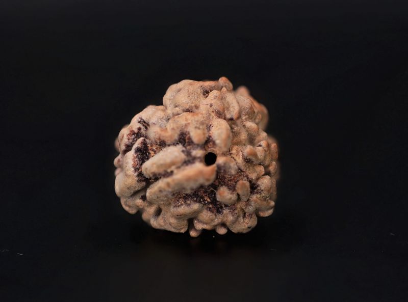 3 Mukhi Rudraksha - 3.30 Carat Weight - Origin - India