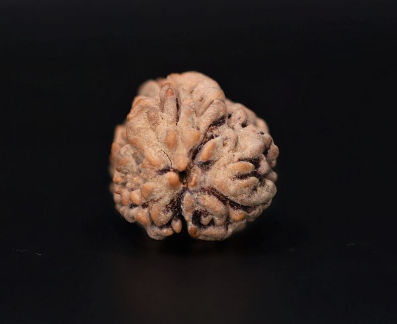 3 Mukhi Rudraksha - 3.30 Carat Weight - Origin - India