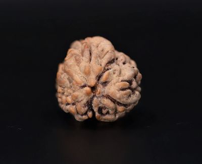 3 Mukhi Rudraksha - 3.30 Carat Weight - Origin - India