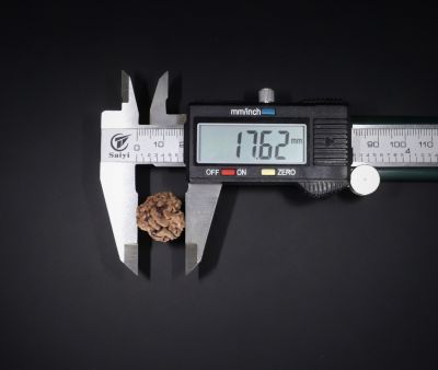 3 Mukhi Rudraksha - 3.30 Carat Weight - Origin - India