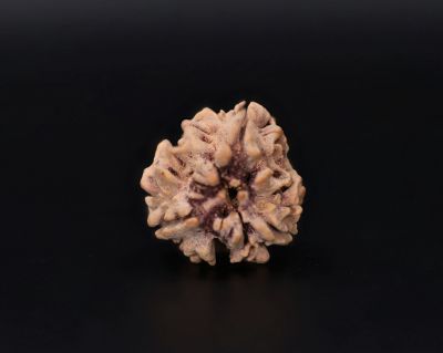 Natural 3 Mukhi Rudraksha - 2.15 Carat Weight - Origin - India