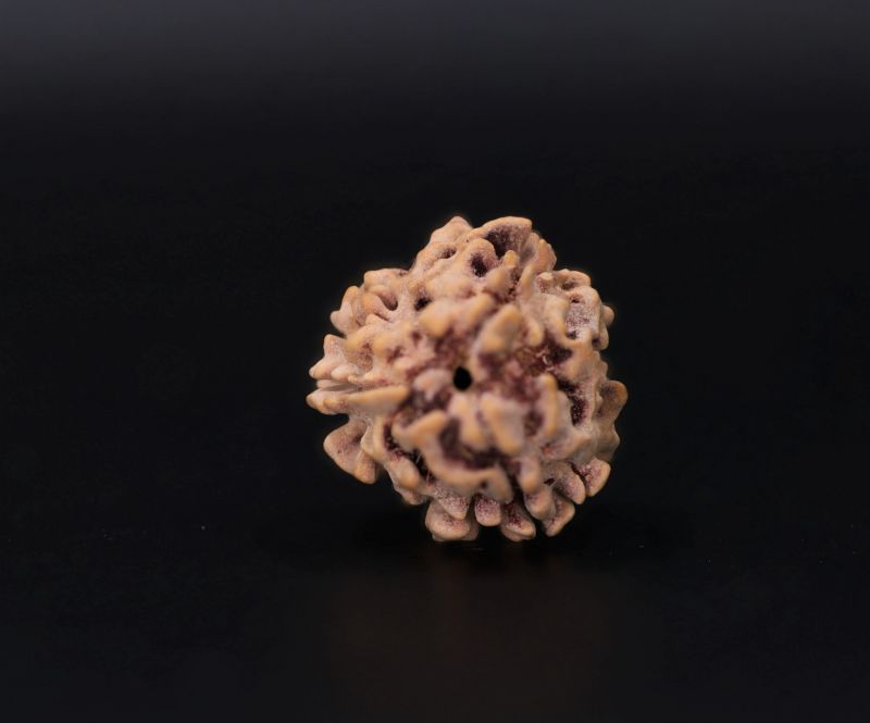 Natural 3 Mukhi Rudraksha - 2.15 Carat Weight - Origin - India