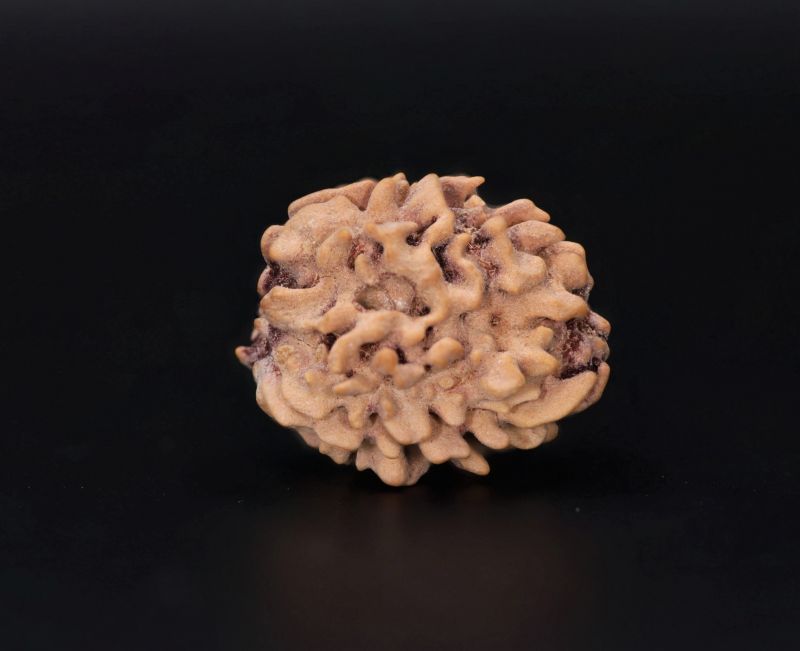 Natural 3 Mukhi Rudraksha - 2.15 Carat Weight - Origin - India