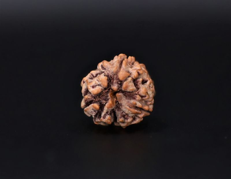 Rudraksha 3 Mukhi Brown - 2.72 Carat Weight - Origin - India