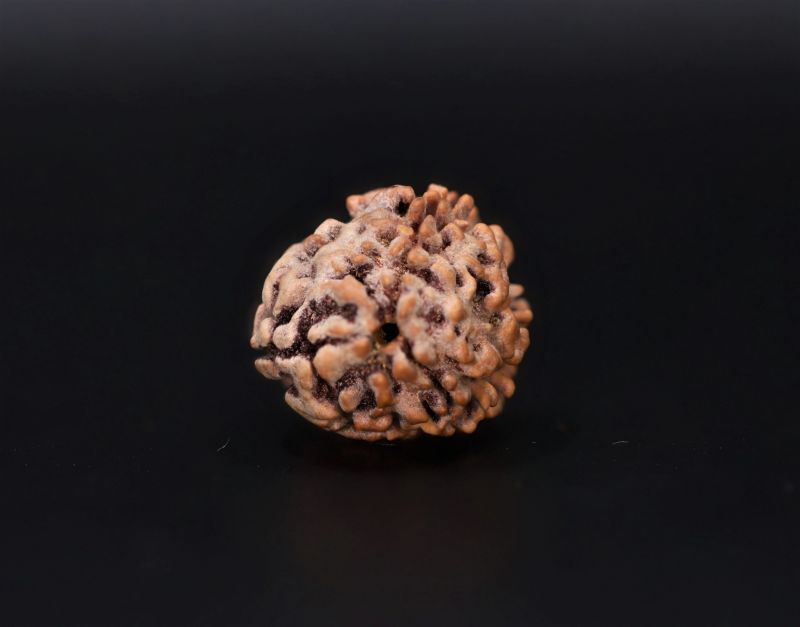 Rudraksha 3 Mukhi Brown - 2.72 Carat Weight - Origin - India