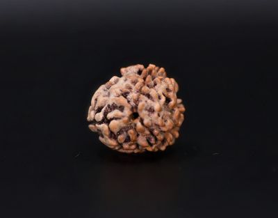 Rudraksha 3 Mukhi Brown - 2.72 Carat Weight - Origin - India