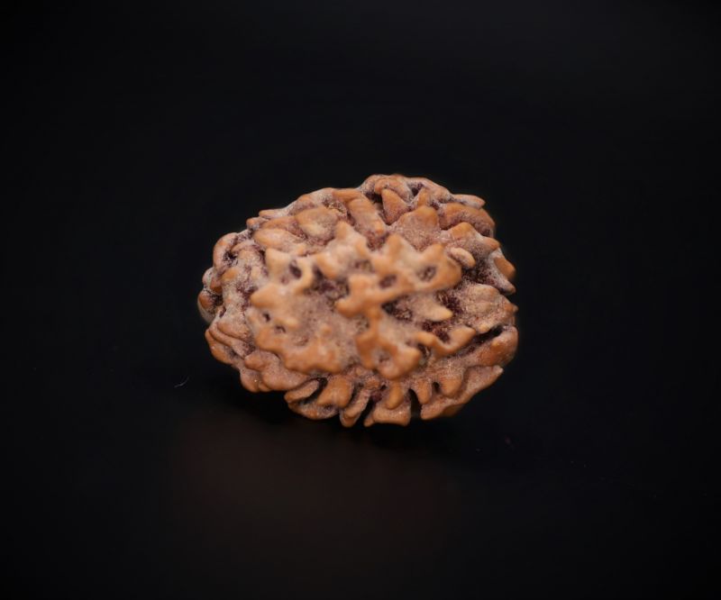 Rudraksha 3 Mukhi Brown - 2.72 Carat Weight - Origin - India