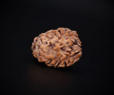 Rudraksha 3 Mukhi Brown - 2.72 Carat Weight - Origin - India