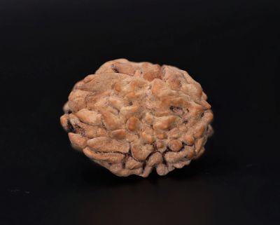 3 Mukhi Rudraksha - 2.60 Carat Weight - Origin - India