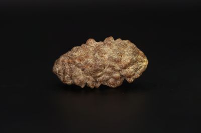 01 Mukhi Rudraksha - 4.23 Gms Weight - Origin - India