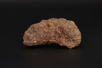 Natural 1 Mukhi Rudraksha - 4.79 Gms Weight - Origin - India