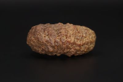 Natural 1 Mukhi Rudraksha - 4.79 Gms Weight - Origin - India